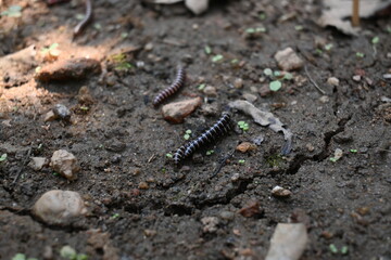 Greenhouse millipedes mating. Its common names are Oxidus gracilis, hothouse millipede, shortflange...