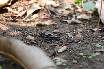 Greenhouse millipedes mating. Its common names are Oxidus gracilis, hothouse millipede, shortflange...