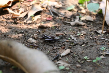 Greenhouse millipedes mating. Its common names are Oxidus gracilis, hothouse millipede, shortflange millipede and garden millipede.This is a species of millipede in the family of Paradoxosomatidae.