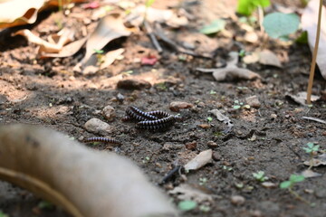 Greenhouse millipedes mating. Its common names are Oxidus gracilis, hothouse millipede, shortflange millipede and garden millipede.This is a species of millipede in the family of Paradoxosomatidae.