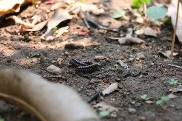 Greenhouse millipedes mating. Its common names are Oxidus gracilis, hothouse millipede, shortflange millipede and garden millipede.This is a species of millipede in the family of Paradoxosomatidae.