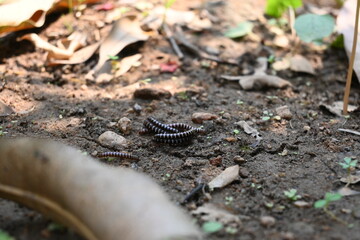 Greenhouse millipedes mating. Its common names are Oxidus gracilis, hothouse millipede, shortflange millipede and garden millipede.This is a species of millipede in the family of Paradoxosomatidae.
