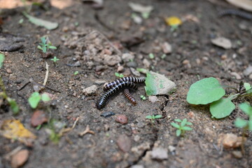 Greenhouse millipedes mating. Its common names are Oxidus gracilis, hothouse millipede, shortflange...