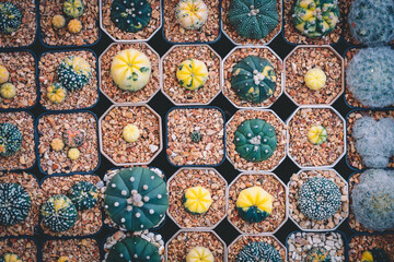 green cactus close-up top view