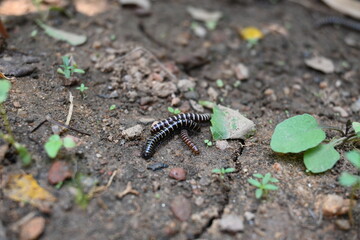 Greenhouse millipedes mating. Its common names are Oxidus gracilis, hothouse millipede, shortflange...
