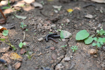 Greenhouse millipedes mating. Its common names are Oxidus gracilis, hothouse millipede, shortflange...