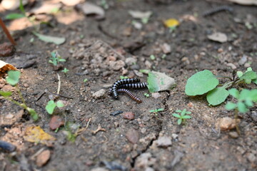 Greenhouse millipedes mating. Its common names are Oxidus gracilis, hothouse millipede, shortflange millipede and garden millipede.This is a species of millipede in the family of Paradoxosomatidae.