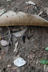 Greenhouse millipedes mating. Its common names are Oxidus gracilis, hothouse millipede, shortflange...