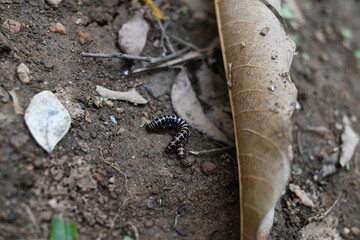Greenhouse millipedes mating. Its common names are Oxidus gracilis, hothouse millipede, shortflange millipede and garden millipede.This is a species of millipede in the family of Paradoxosomatidae.