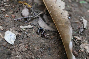 Greenhouse millipedes mating. Its common names are Oxidus gracilis, hothouse millipede, shortflange millipede and garden millipede.This is a species of millipede in the family of Paradoxosomatidae.