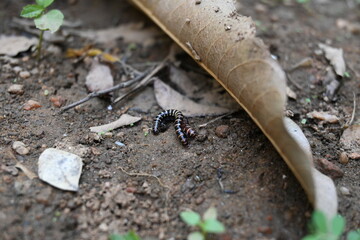 Greenhouse millipedes mating. Its common names are Oxidus gracilis, hothouse millipede, shortflange millipede and garden millipede.This is a species of millipede in the family of Paradoxosomatidae.