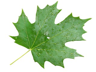 Dew-Kissed Maple