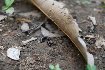 Greenhouse millipedes mating. Its common names are Oxidus gracilis, hothouse millipede, shortflange millipede and garden millipede.This is a species of millipede in the family of Paradoxosomatidae.