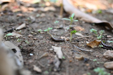 Greenhouse millipedes mating. Its common names are Oxidus gracilis, hothouse millipede, shortflange millipede and garden millipede.This is a species of millipede in the family of Paradoxosomatidae.