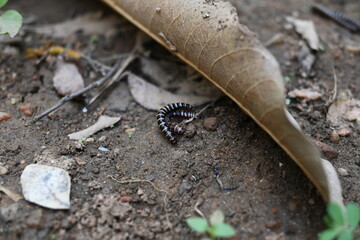 Greenhouse millipedes mating. Its common names are Oxidus gracilis, hothouse millipede, shortflange millipede and garden millipede.This is a species of millipede in the family of Paradoxosomatidae.