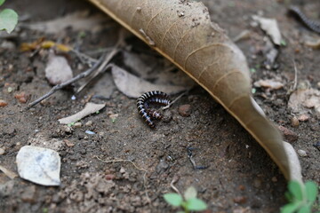 Greenhouse millipedes mating. Its common names are Oxidus gracilis, hothouse millipede, shortflange millipede and garden millipede.This is a species of millipede in the family of Paradoxosomatidae.