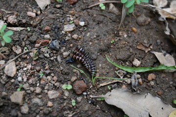 Greenhouse millipedes mating. Its common names are Oxidus gracilis, hothouse millipede, shortflange millipede and garden millipede.This is a species of millipede in the family of Paradoxosomatidae.
