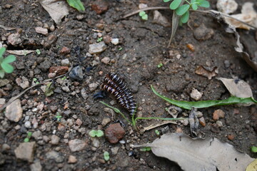 Greenhouse millipedes mating. Its common names are Oxidus gracilis, hothouse millipede, shortflange millipede and garden millipede.This is a species of millipede in the family of Paradoxosomatidae.