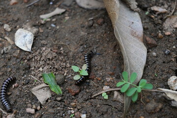 Greenhouse millipedes mating. Its common names are Oxidus gracilis, hothouse millipede, shortflange millipede and garden millipede.This is a species of millipede in the family of Paradoxosomatidae.