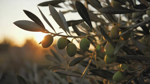A close-up of an olive tree branch with ripe olives bathed in warm sunset light, symbolizing Mediterranean agriculture, natural beauty, and healthy produce. Ideal for nature or food themes.