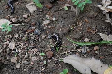 Greenhouse millipedes mating. Its common names are Oxidus gracilis, hothouse millipede, shortflange millipede and garden millipede.This is a species of millipede in the family of Paradoxosomatidae.