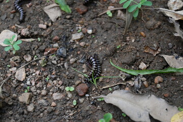 Greenhouse millipedes mating. Its common names are Oxidus gracilis, hothouse millipede, shortflange millipede and garden millipede.This is a species of millipede in the family of Paradoxosomatidae.