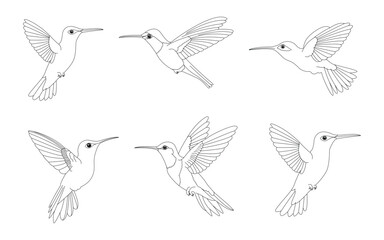 Set of line drawings of hummingbirds in different flight poses. Vector illustration.