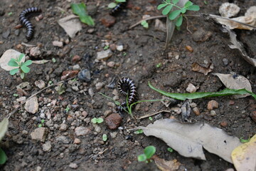 Greenhouse millipedes mating. Its common names are Oxidus gracilis, hothouse millipede, shortflange...