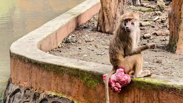 Baboon resting by the water's edge with an intriguing pose in natural habitat