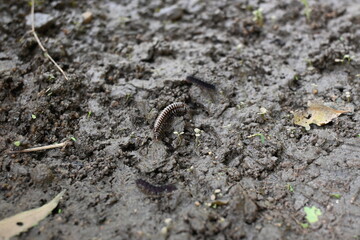 Greenhouse millipedes mating. Its common names are Oxidus gracilis, hothouse millipede, shortflange...
