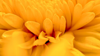 Fototapeta premium Captivating close-up of a vibrant yellow chrysanthemum flower showing intricate petal arrangement