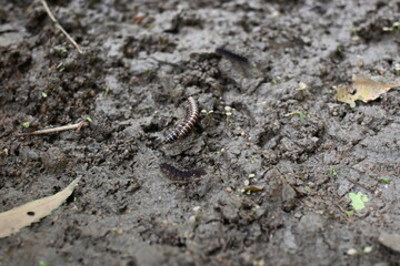 Greenhouse millipedes mating. Its common names are Oxidus gracilis, hothouse millipede, shortflange...