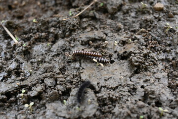 Greenhouse millipedes mating. Its common names are Oxidus gracilis, hothouse millipede, shortflange millipede and garden millipede.This is a species of millipede in the family of Paradoxosomatidae.