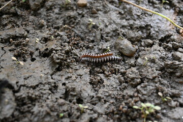 Greenhouse millipedes mating. Its common names are Oxidus gracilis, hothouse millipede, shortflange millipede and garden millipede.This is a species of millipede in the family of Paradoxosomatidae.