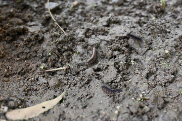 Greenhouse millipedes mating. Its common names are Oxidus gracilis, hothouse millipede, shortflange...