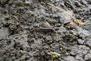 Greenhouse millipedes mating. Its common names are Oxidus gracilis, hothouse millipede, shortflange millipede and garden millipede.This is a species of millipede in the family of Paradoxosomatidae.