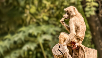 Baboon perched thoughtfully on a tree stump against a lush green backdrop