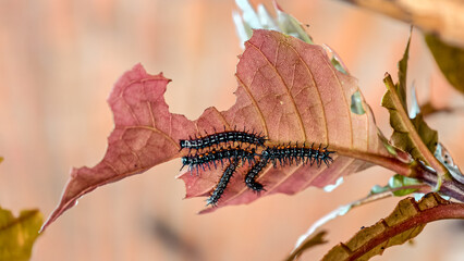 Caterpillars feasting on a vibrant leaf in a natural habitat scene close-up shot