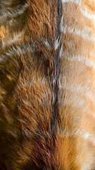 Close-up of textured brown and white deer fur, suitable for background and 3d material