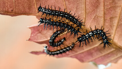 Close-up of Spiky Caterpillars Feeding on a Fading Autumn Leaf in Natural Light