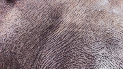 Detailed textured pattern of an elephant's rough and wrinkled skin surface