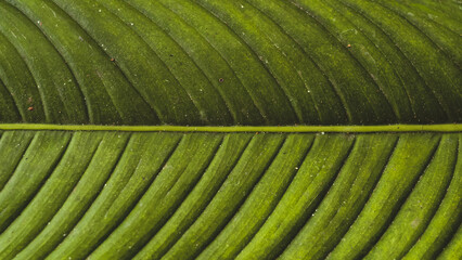 Detailed examination of a verdant leaf showcasing intricate vein structures and texture providing