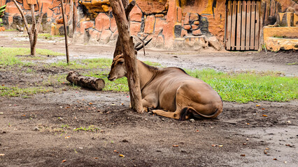 Eland resting peacefully by a tree trunk in a naturalistic outdoor environment