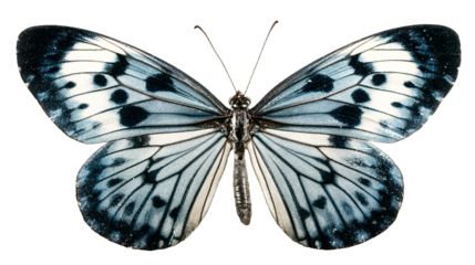 a butterfly with black and white markings on its wings