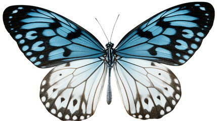 a blue and black butterfly with white spots