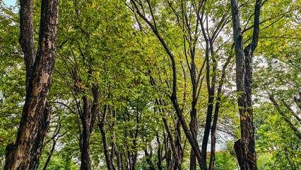 Lush green canopy in a vibrant forest with tall trees and dense foliage