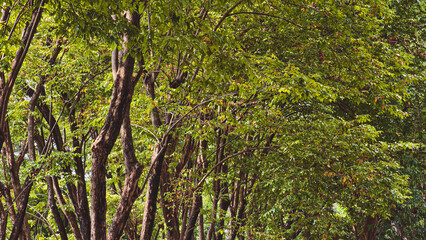 Lush Green Canopy: A Serene Forest Scene with Sunlight Filtering Through Leaves