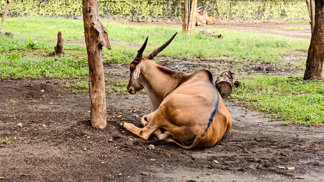 Resting eland antelope portrait in a scenic grassy environment background - Powered by Adobe