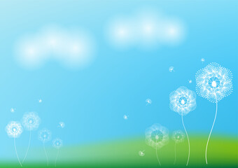 Obraz premium White dandelion flower on meadow background.