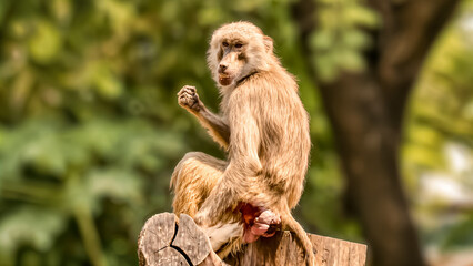 Thoughtful baboon perched on a log contemplating nature's wonders outdoor